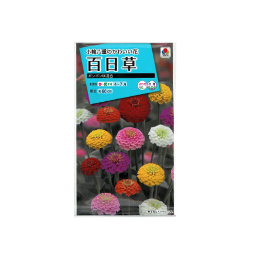 百日草 ポンポン咲混合