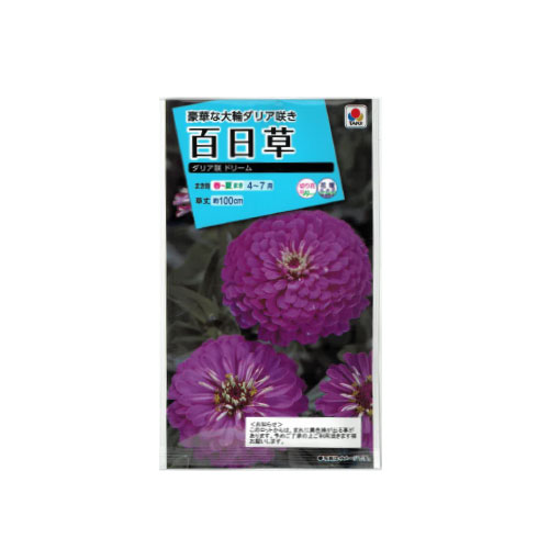 百日草 ダリア咲 ドリーム