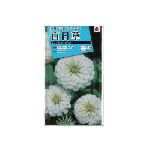 百日草 ダリア咲 ポーラベア