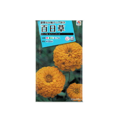 百日草 ダリア咲 カナリーバード