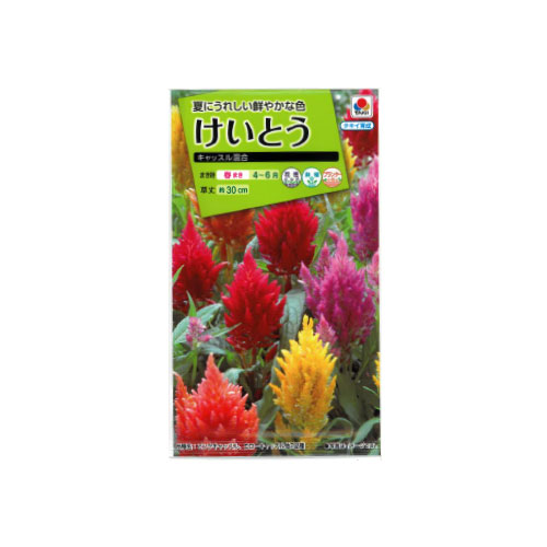 ケイトウ キャッスル混合