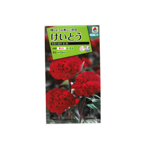 ケイトウ 赤茎久留米 紅貴