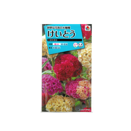 ケイトウ 久留米混合