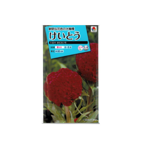 ケイトウ 久留米 緋紅色2号