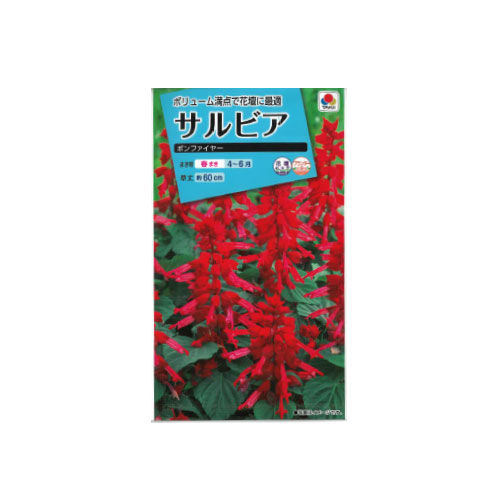 サルビア ボンファイヤー
