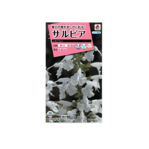 サルビア ユキプルコ