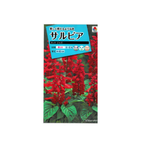 サルビア ホットジャズ