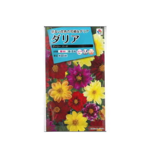 ダリア アーリーバード