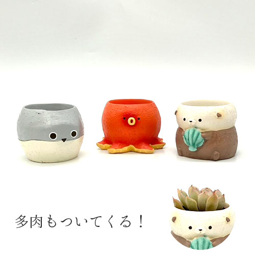 リトルレジンポット 海の人気者+多肉セット