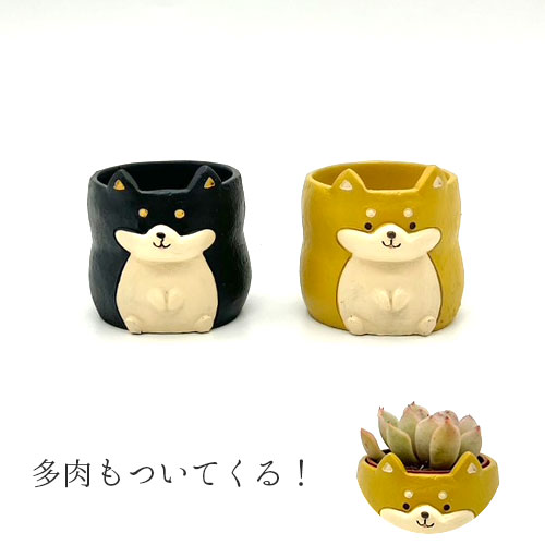 リトルレジンポット 柴犬+多肉セット