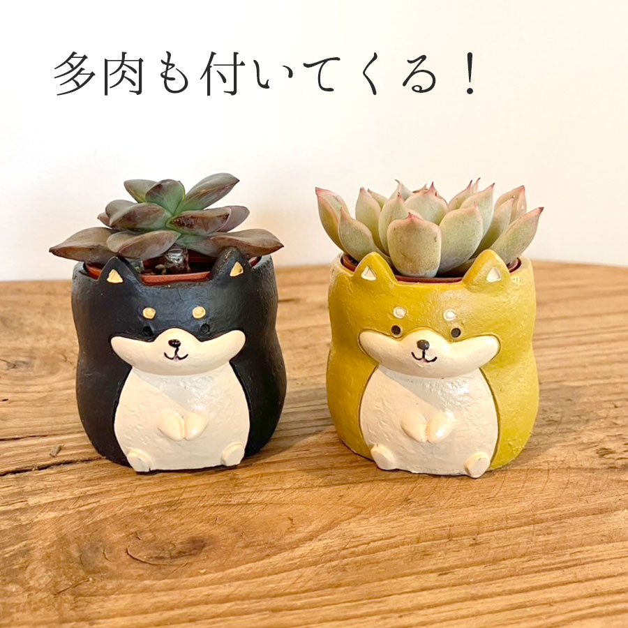 【送料無料】リトルレジンポット 柴犬+多肉セット