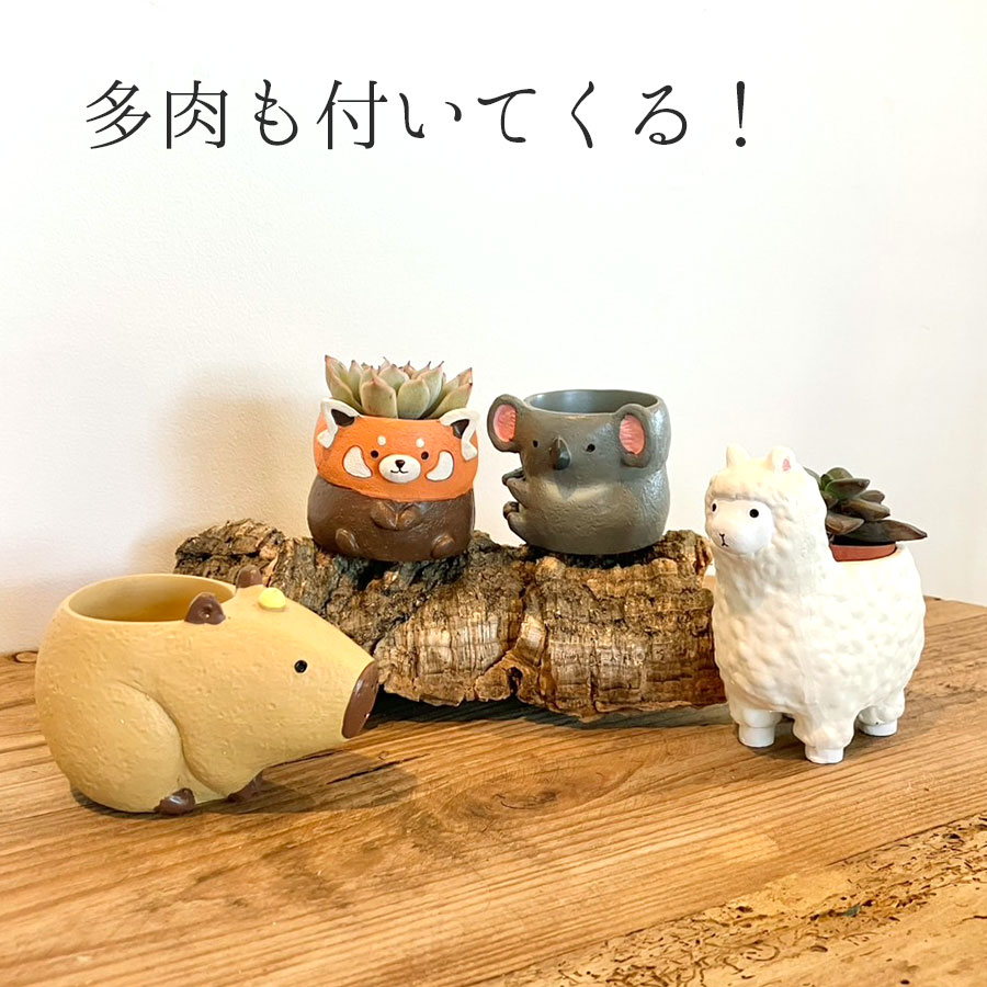 【送料無料】リトルレジンポット 動物園の人気者+多肉セット