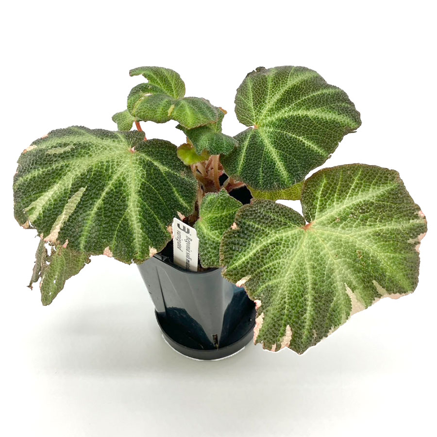 【一点もの】ベゴニア ソリムタータ バリエガータ