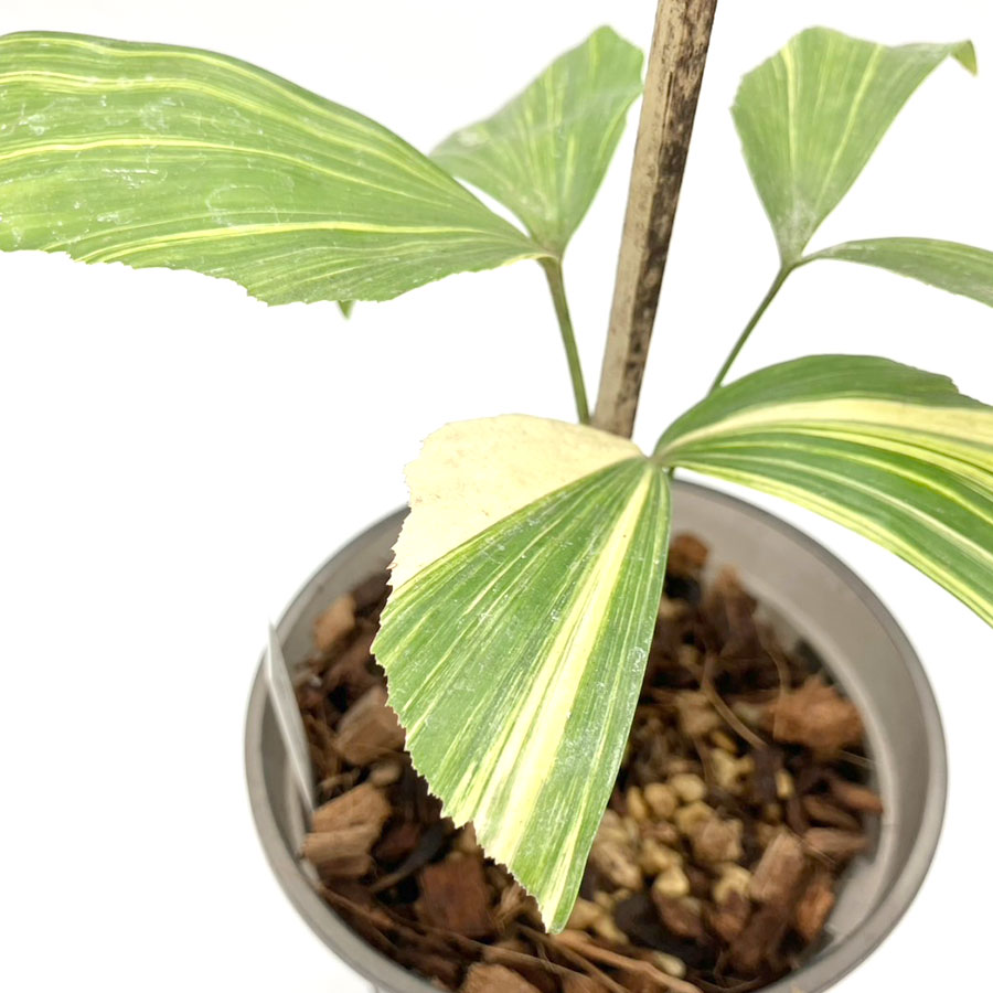 【一点もの】カリオタ ミティス バリエガータ