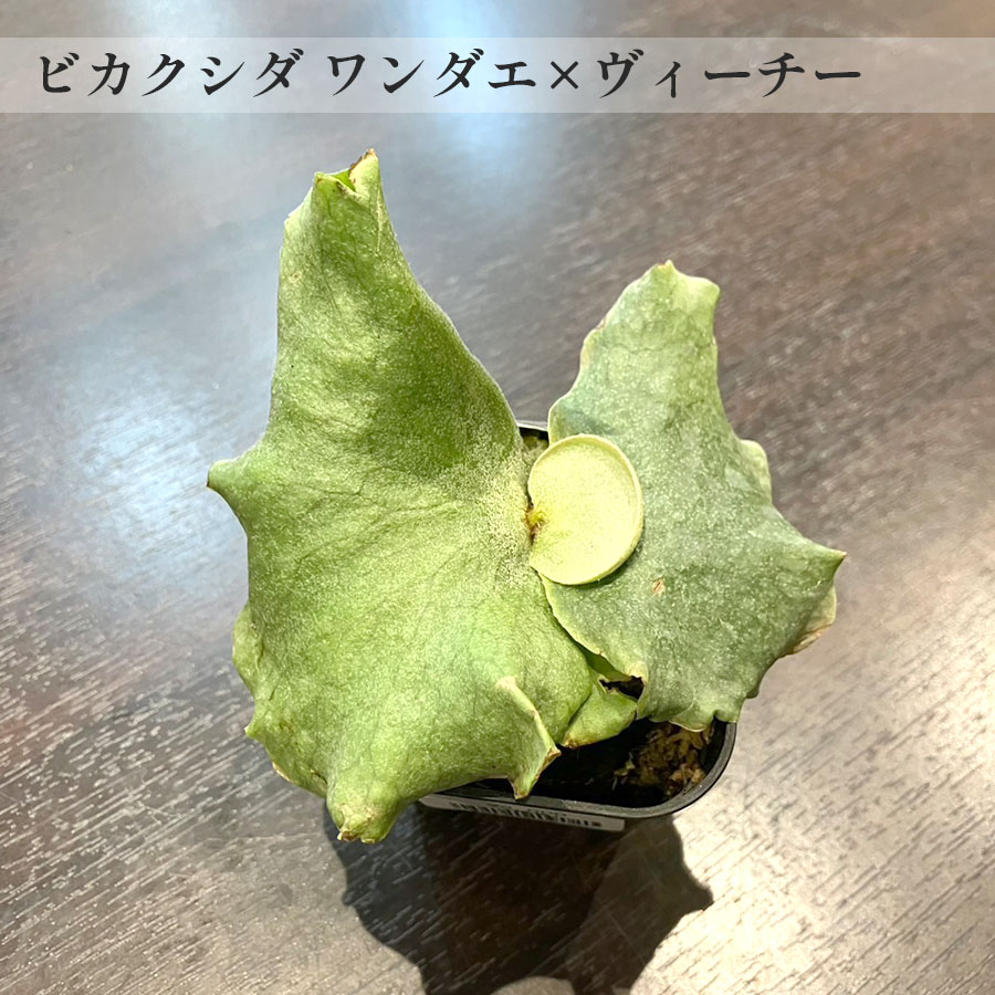 【一点もの】ビカクシダ ワンダエ × ヴィーチー