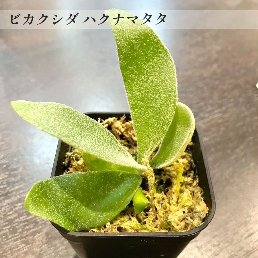 【一点もの】ビカクシダ ハクナマタタ