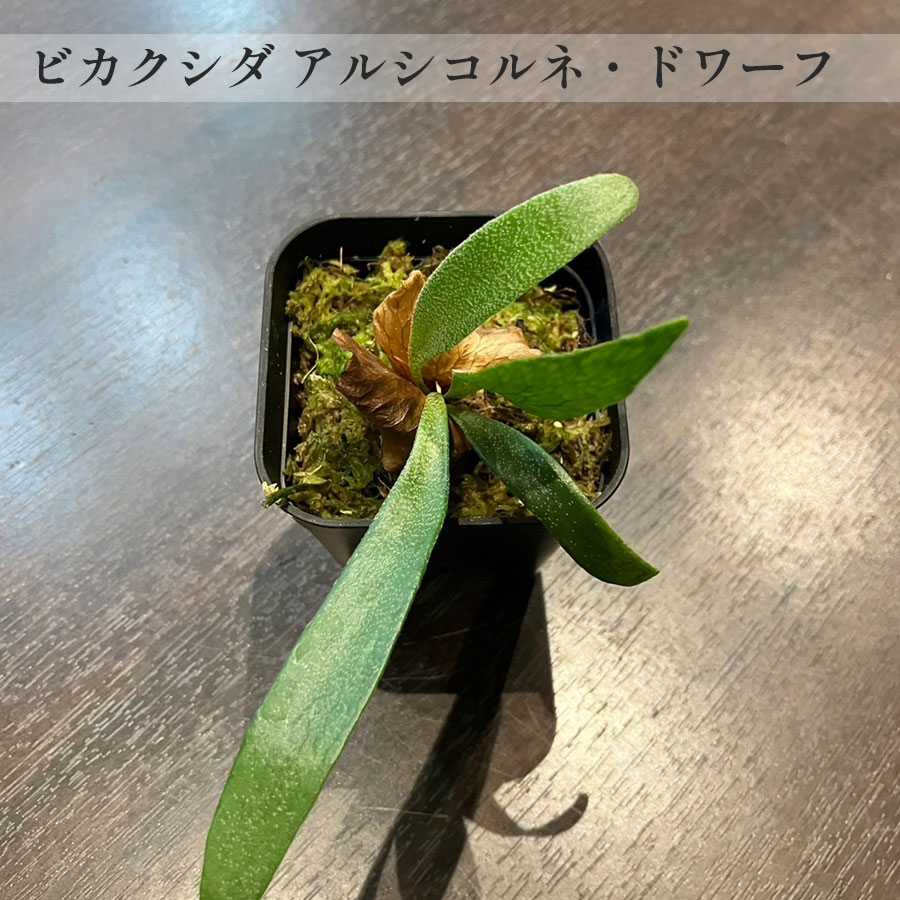 【一点もの】ビカクシダ アルシコルネ・ドワーフ