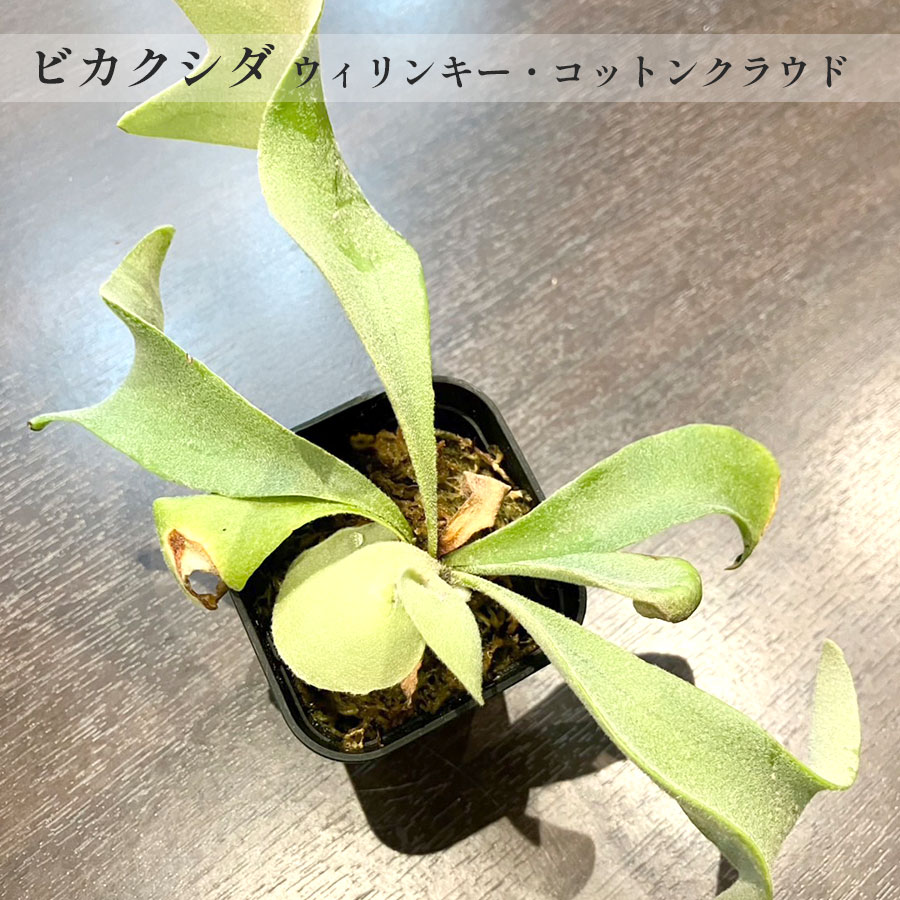 【一点もの】ビカクシダ ウィリンキー・コットンクラウド