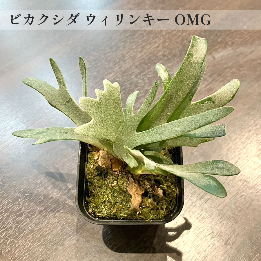 【一点もの】ビカクシダ ウィリンキー・OMG