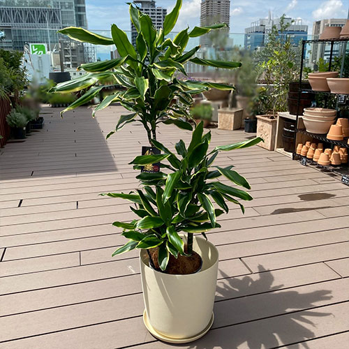 観葉植物 ドラセナ ゴールドコースト 8号 鉢カバー付き