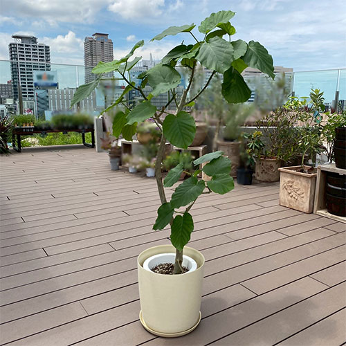 観葉植物 フィカス ウンベラータ 大 8号 鉢カバー付き