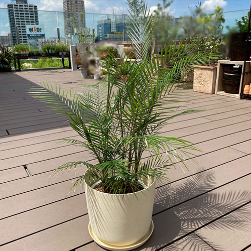 観葉植物 姫ココス 7号 鉢カバー付き