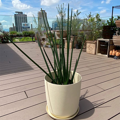 観葉植物 サンスベリア エリスラエ 6号 鉢カバー付き