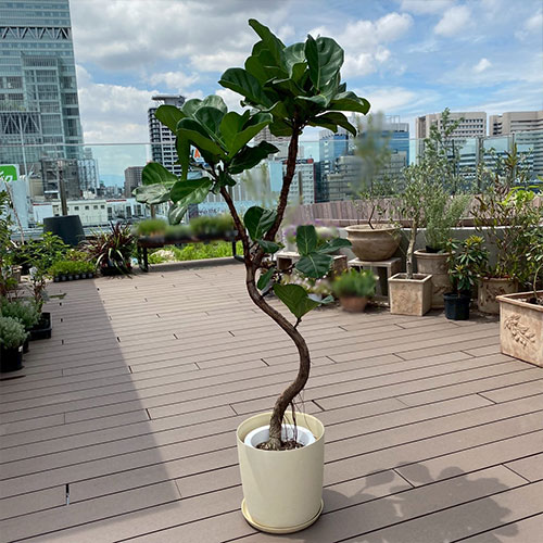 観葉植物 フィカス リラータ 6号 鉢カバー付き