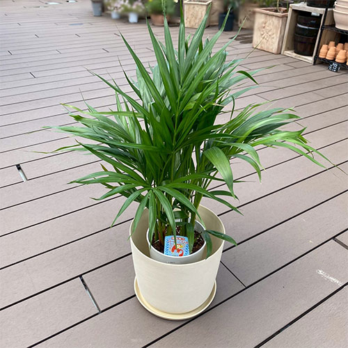 観葉植物 アレカヤシ 6号 鉢カバー付き
