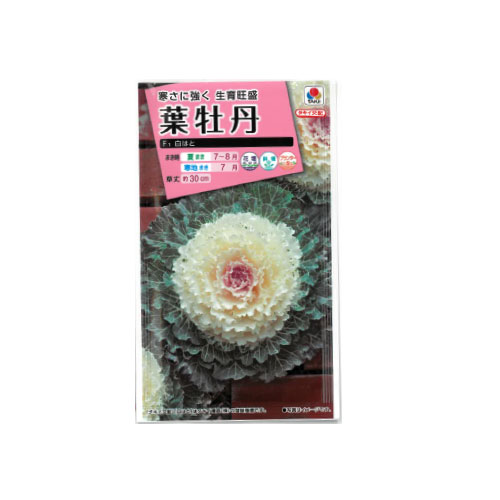 葉牡丹 白はと