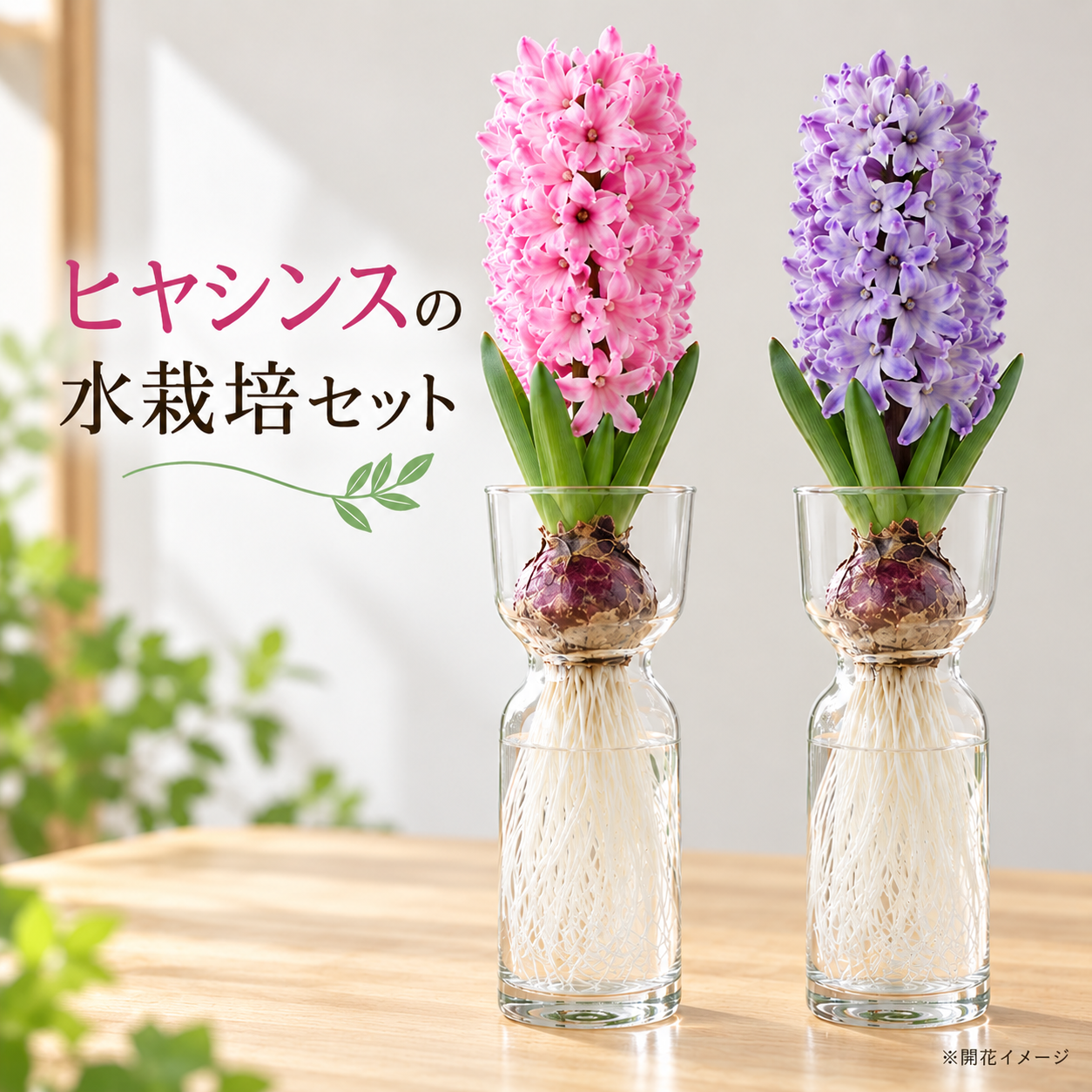 【送料無料】ヒヤシンス 水栽培セット