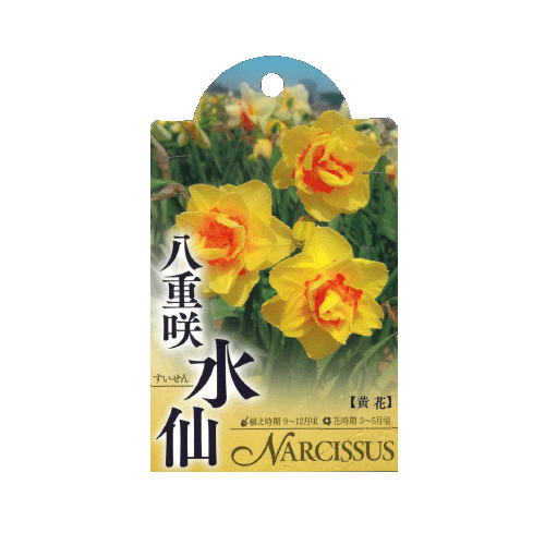 水仙 黄花 八重咲 2球入り