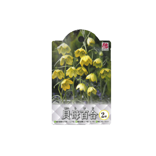 貝母百合 2球入り