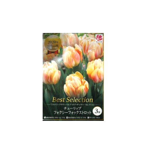 チューリップ フォクシーフォックストロット 3球入り