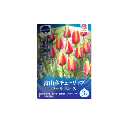 富山産チューリップ ワールドピース 3球入り