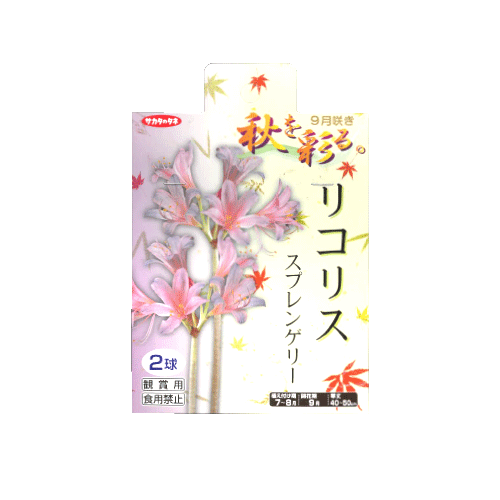 リコリス スプレンゲリー 2球入り
