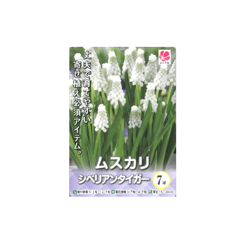 ムスカリ シベリアンタイガー 7球入り