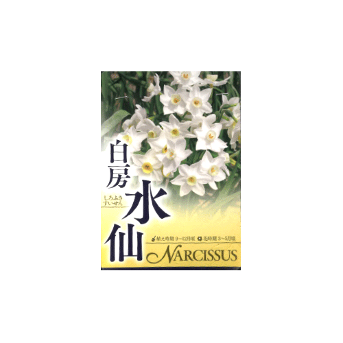 白房水仙 2球入り