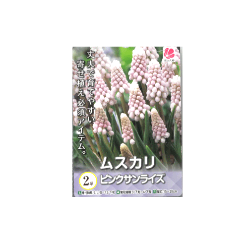 ムスカリ ピンクサンライズ 2球入り