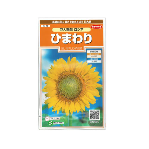 ヒマワリ 巨大輪咲ロシア