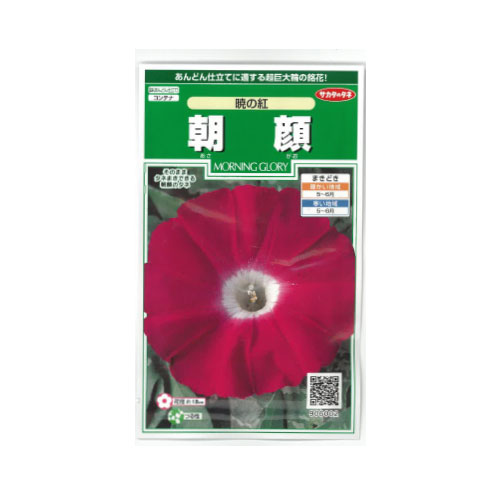 朝顔 暁の紅