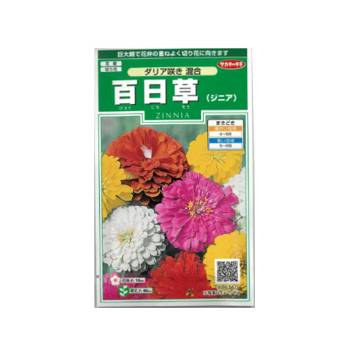 百日草 ダリア咲き混合