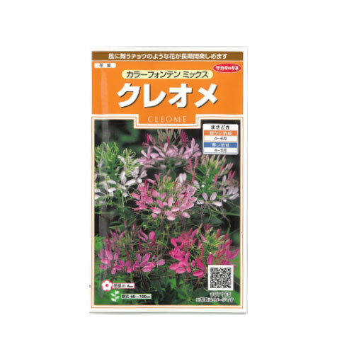 クレオメ カラーフォンテンミックス