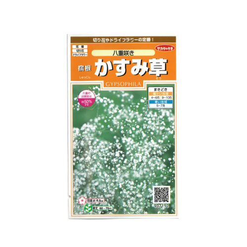 宿根カスミソウ 八重咲
